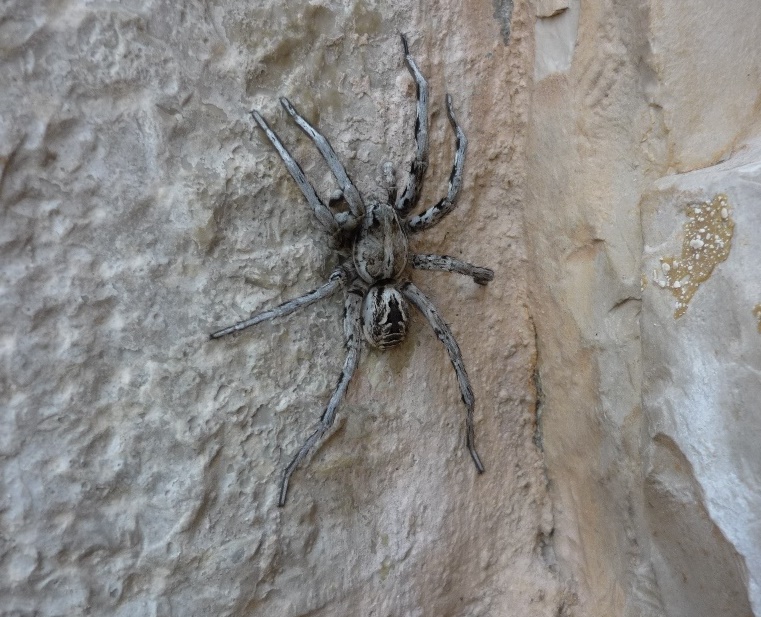 maschio adulto di Lycosa tarantula - Castel del Monte (BT)